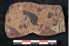 Foto (Detailansicht) von Pinus palaeostrobus Ettingshausen (NHMW-GEO-2024-0188-8269)